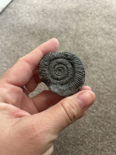 Arnioceras fossil ammonite - arnioceras,