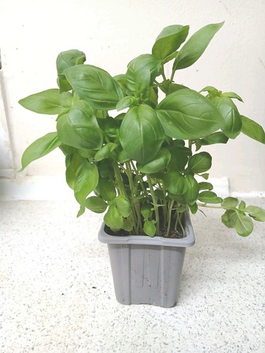Sweet basil - (ocimum, basilicum)