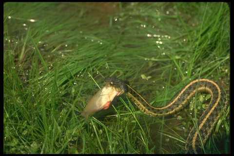 175016 eastern garter - garter, snake