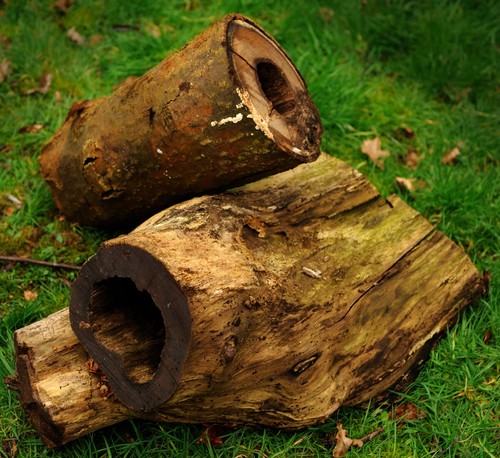Laburnum wood large and - large,