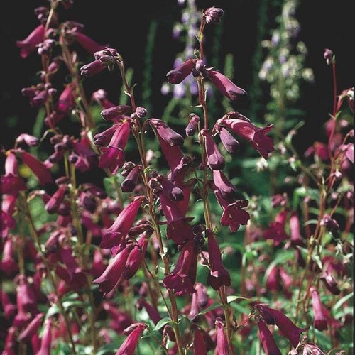 Beardtongues penstemon - -,