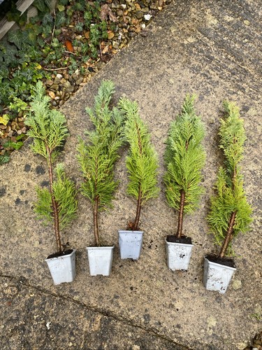 Dwarf conifer ellwoodii - dwarf,