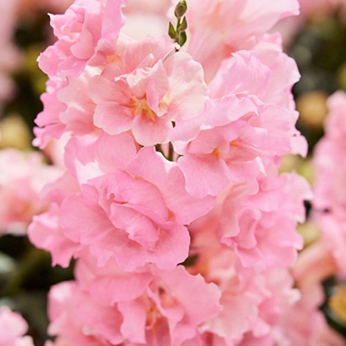Pick mix snapdragon - pick,