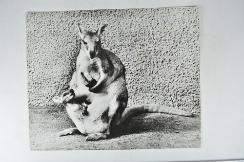 Wallaby joey pouch san - joey,