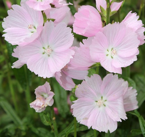 Malva appleblossom scented - 6,