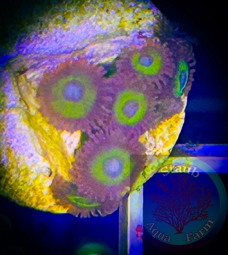 Saf blue eyed zoanthid - saf~blue, coral