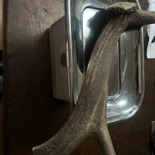 Fallow deer antler - , piece