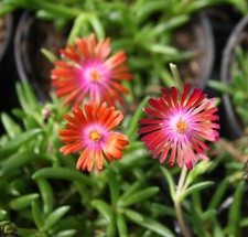 Delosperma red mountain Ice