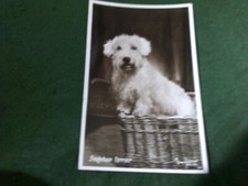 ANIMALS: DOGS Sealyham Terrier