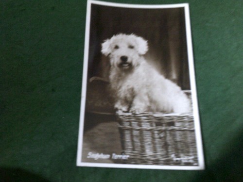 Animals dogs sealyham terrier - animals:,