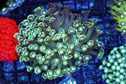 Green goniopora coral colony - goniopora,