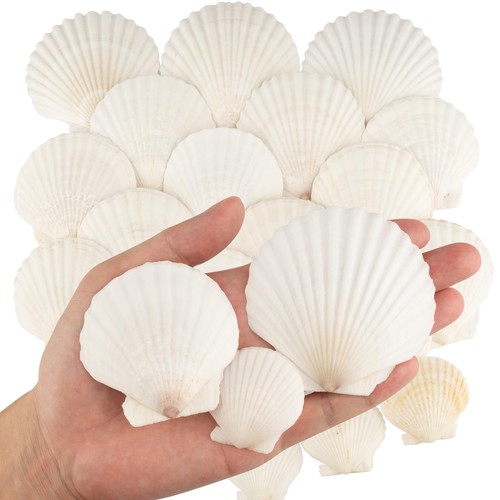30pcs sea shells size - 30pcs,
