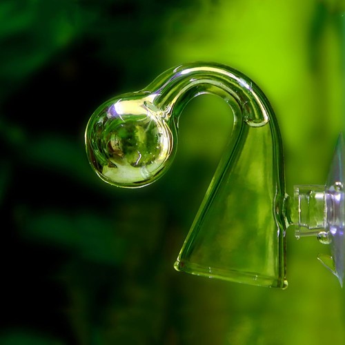 Fish tank co2 - fish,