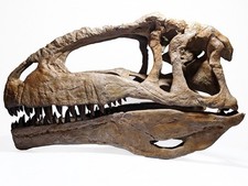 Giganotosaurus dinosaur skull
