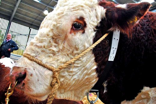 Pedigree hereford cow cattle - hereford,