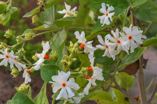 Nyctanthes arbor tristis - nyctanthes, arbor-tristis