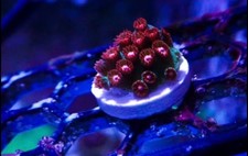 Jingle Bells Cyphastrea frag marine coral Salt carbon not Mushroom Zoa