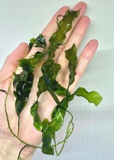 Caulerpa Prolifera - Marine