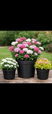 Spiraea shirobana 2 free - spiraea, 2l