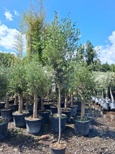 European olive tree standard - olive,