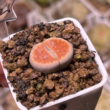 Exact Plant，1pc Lithops  Karasmontana Orange Ice，Living Stone