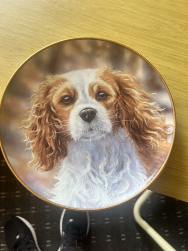 Cavalier king charles ready - king,