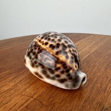 Large Tiger Cowrie Shell 8.5