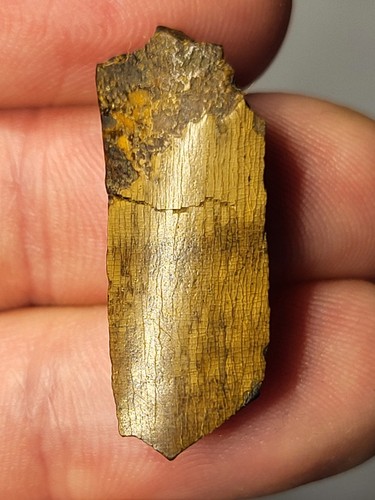 Chunky t rex tooth - ~1.18",