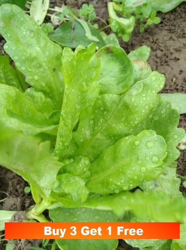 200x large leaf crown daisy - 200x,