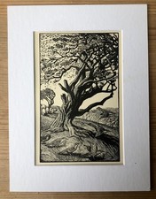 Vintage wood engraving print , C F TUNNICLIFFE birds and tree, mounted. 1933