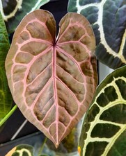 Anthurium Purple Amethyst x