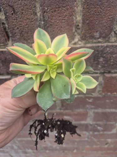 Aeonium kiwi lots - aeonium, baby