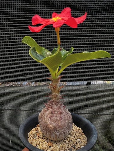 Pachypodium windsorii 10 - pachypodium,