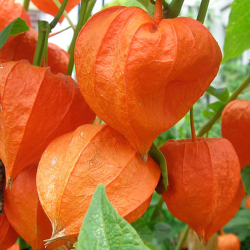 Giant chinese lantern seeds - giant,