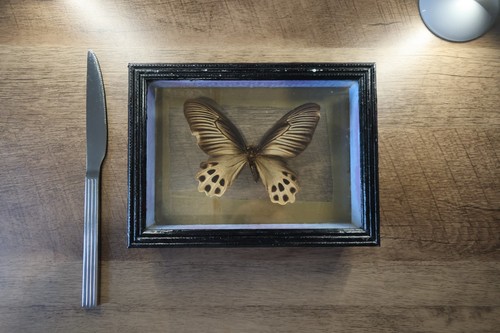 Butterfly taxidermy frame - in,