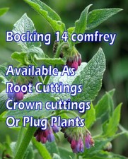 Comfrey Roots (Symphytum x uplandicum 'Bocking 14')  & Pre-reated Root cuttings