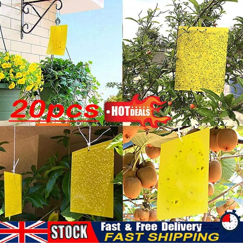 Sticky fly traps 20x10cm - fly,