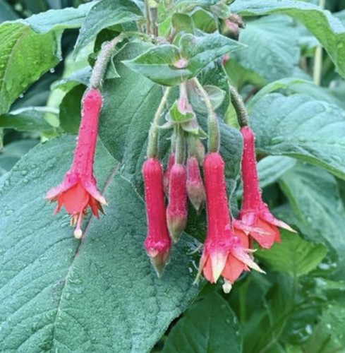 Fuchsia speciosa fulgens x - x,