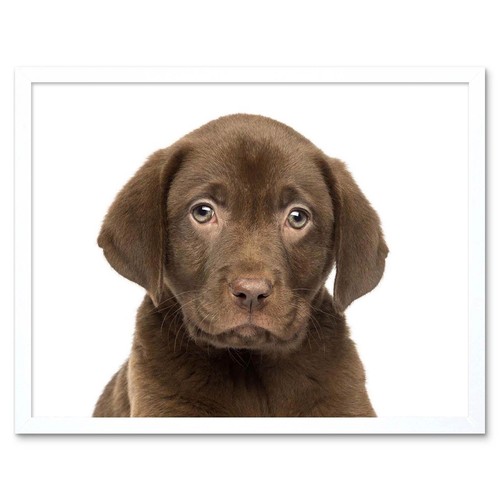 Photo animal dog puppy - photo,