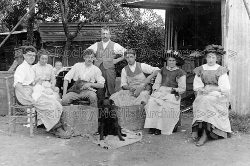 Qxx social history the - qxx-45,