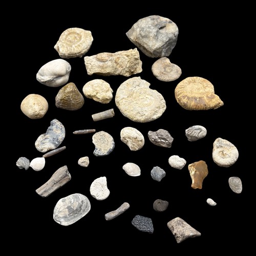 1kg british fossil mix - british, 35