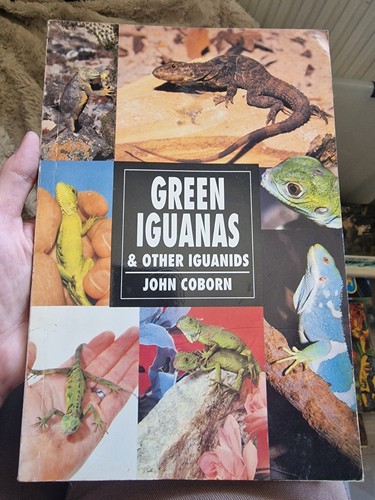 Green iguanas and other - iguanas,
