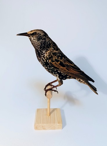 Taxidermy cabinet de - taxidermy,,