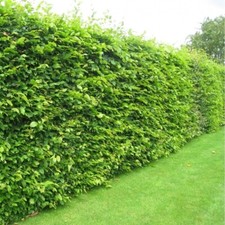 20 Hornbeam Hedging 40-60cm Carpinus betulus Bareroot Native Wildlife Friendly