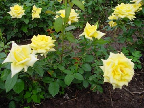 Potted litre hybrid tea rose - hybrid,