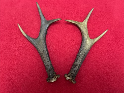 Pair roe deer antlers 150g - roe,