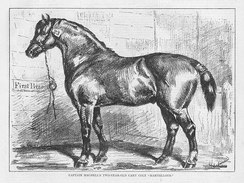 Horses capt mitchell - capt, 2-year