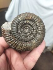 QUALITY LARGE DACTYLIOCERAS sp AMMONITE WHITBY YORKSHIRE UK DINOSAUR FOSSILs
