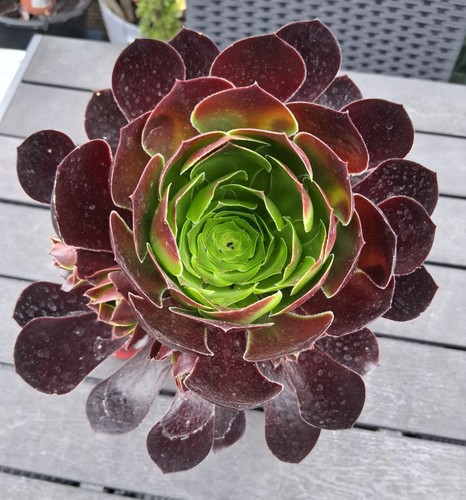 Aeonium red hybrid large - aeonium,
