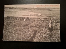 Early 1900 Postcard, Daffodil Field, Four Mile Bridge, Valley, Anglesey (Z3)